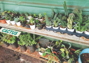 काटेरी निवडुंगांचा अनोखा साज