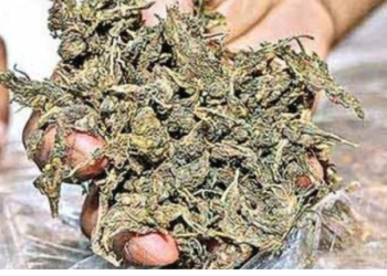 साडेचार लाखांचा गांजा जप्त