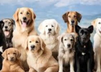 पेडीग्री श्‍वान ठरताहेत स्टेटस सिंबॉल