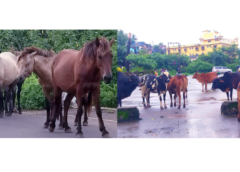 श्रीवर्धन आगारात घोड्यांचा मुक्त संचार