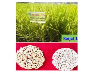 भाताची तीन नवी वाण विकसित