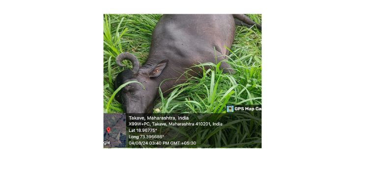 शॉक लागून दोन म्हशी दगावल्या