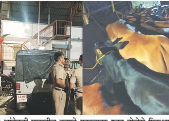 कत्तलीसाठी गुरे नेणार्‍यांचा प्रयत्न गोरक्षकांनी उधळला