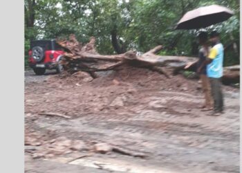 अखेर धोकादायक झाड काढले