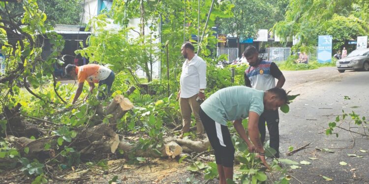 चोंढी पुलाजवळ झाड कोसळून वाहतूक ठप्प