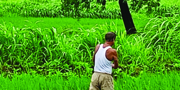 पुराचे पाणी भातशेतीला ठरले उपयुक्त