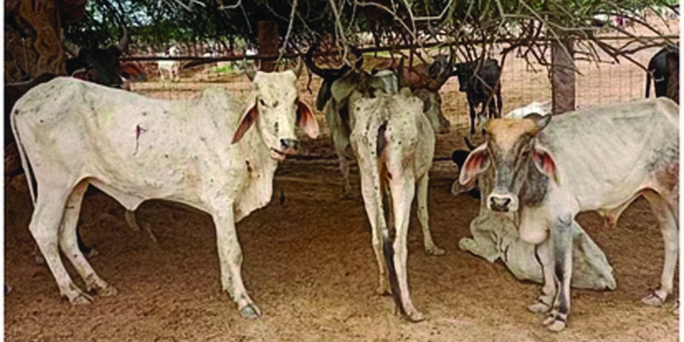 रायगडमध्ये जनावरांना लंपीचा धोका ?