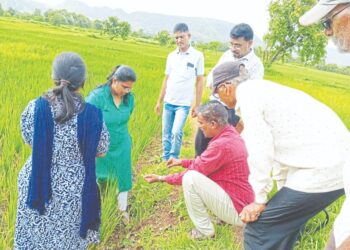 भातपिकाला खोड किड्याची लागण