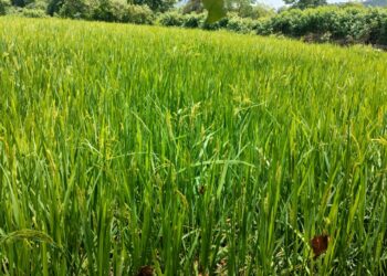 सेंद्रिय शेतीला मिळणार प्रोत्साहन