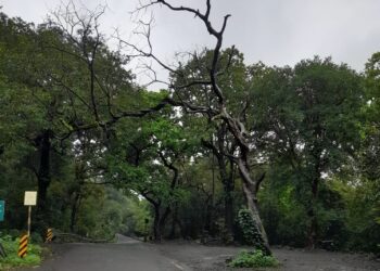 धोकादायक झाड काढून टाका