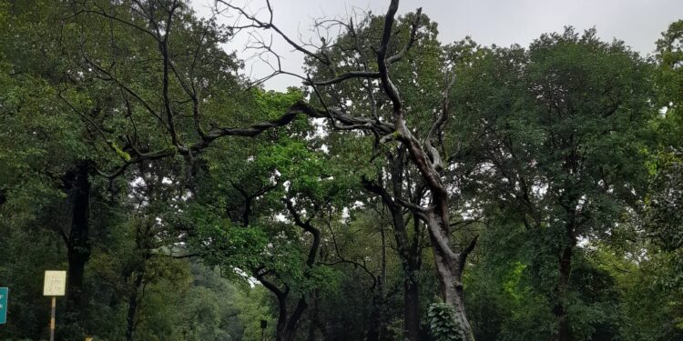 धोकादायक झाड काढून टाका