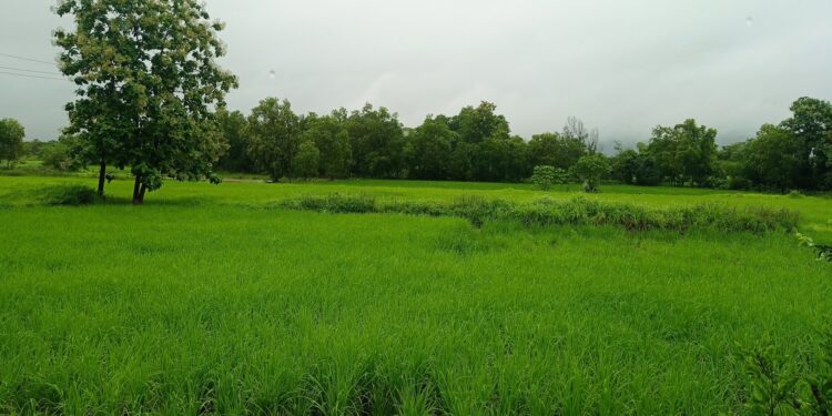 पावसाच्या आगमनाने बळीराजा सुखावला