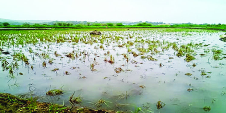गडनदीच्या पुरामुळे भातशेती कुजली