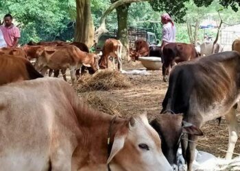 गुरे चोरणारी टोळी पुन्हा सक्रिय