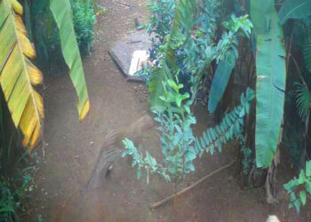 बिबट्या सीसीटीव्हीत कैद