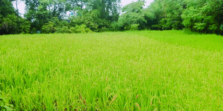 परतीच्या पावसाने शेतकरी हवालदिल