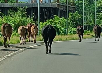 रोहा-कोलाड मार्गावर मोकाट गुरांचा सुळसुळाट