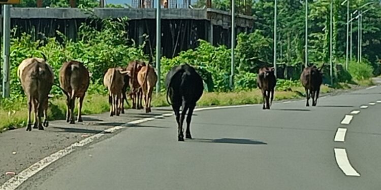 रोहा-कोलाड मार्गावर मोकाट गुरांचा सुळसुळाट