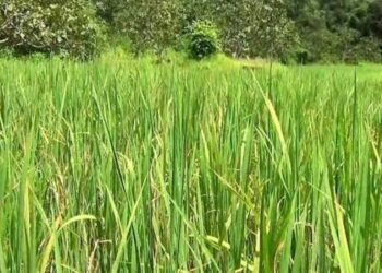 जोरदार पावसामुळे बळीराजा सुखावला