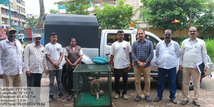 विचित्र आजाराच्या माकडाला पकडले