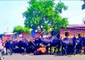 मोकाट जनावरांच्या मालकांवर कारवाईची मागणी