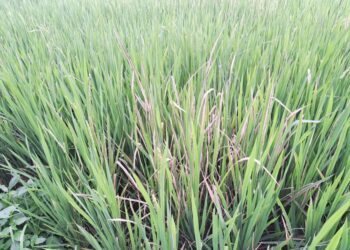 भात पिकावर आला करपा, बगळा रोगाचा प्रादुर्भाव