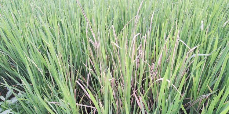 भात पिकावर आला करपा, बगळा रोगाचा प्रादुर्भाव