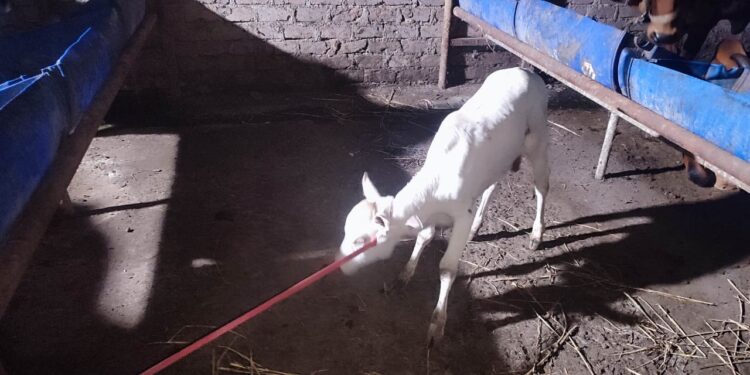 गाईचे वासरू चोरण्याचा प्रयत्न