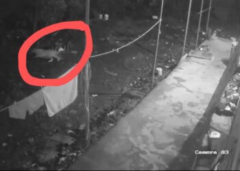 गुळसुंदेत बिबट्याचा वावर