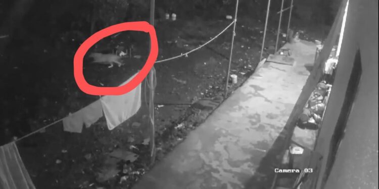 गुळसुंदेत बिबट्याचा वावर