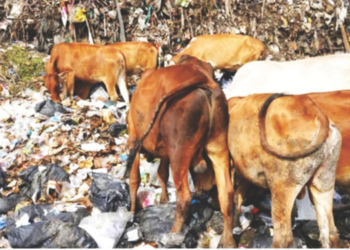 मानवनिर्मित कचरा प्राण्यांच्या जिवावर