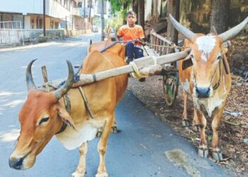 यांत्रिकीकरणाच्या युगात रायगड जिल्ह्यात बैलजोडीला पसंती