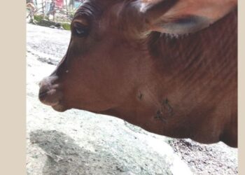 श्रीवर्धनमध्ये बिबट्याची दहशत