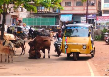 मोकाट जनावरांचा बंदोबस्त कागदावरच