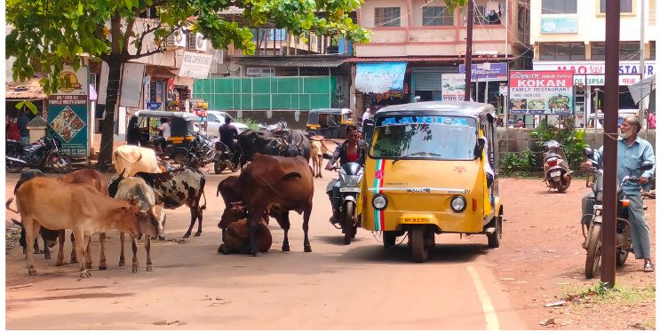 मोकाट जनावरांचा बंदोबस्त कागदावरच