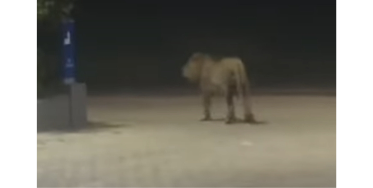 कर्नाळा अभयारण्यात सिंह आल्याची अफवा