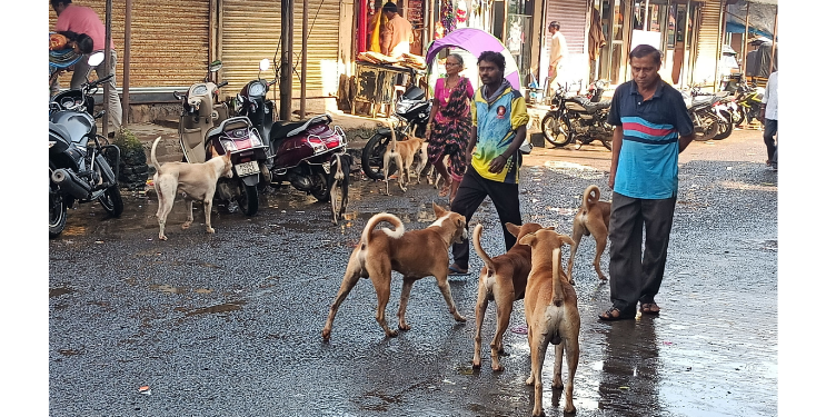 भटक्या कुत्र्यांचा सुळसुळाट