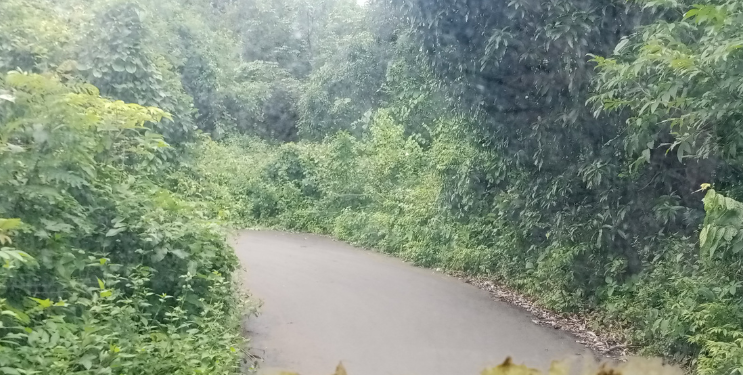 सुपेगांव रस्त्याला झाडाझुडपांचा विळखा