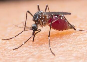 जसखारमध्ये मलेरिया तापाचे रुग्ण