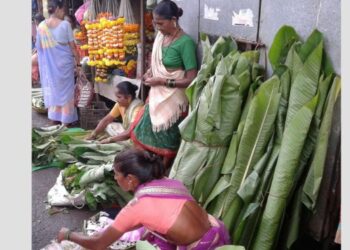 केळीच्या पानाला कर्दळीच्या पानांचा पर्याय