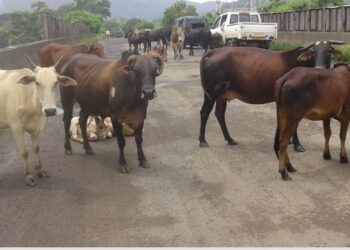 मोकाट गुरांमुळे अपघात वाढले