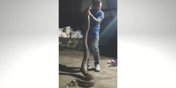 आदिवासी वस्तीत शिरला अजगर