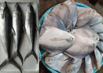 मासळीचे भाव वधारले