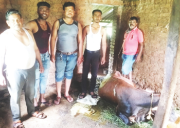 पशुसंवर्धन विभागाच्या प्रयत्नाने गायीला जीवनदान