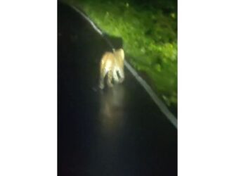 श्रीवर्धनमध्ये बिबट्याची दहशत कायम