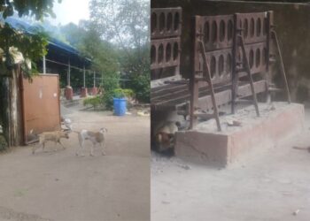 स्मशानभूमीत भटक्या श्‍वानांचा सुळसुळाट