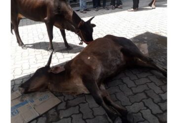 मोकाट गुरांच्या मृत्युत वाढ