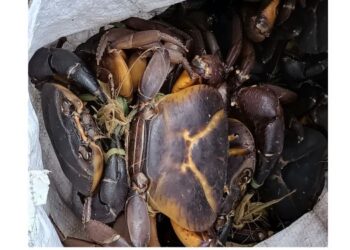 काळ्या चिंबोर्‍यांना खवय्यांची पसंती