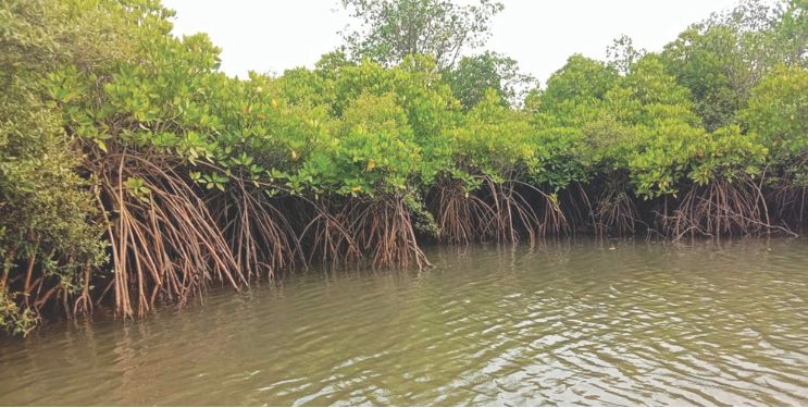 कांदळवन प्रकल्पाला हरताळ फासले?