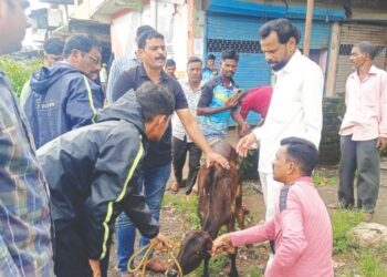 आंबेवाडी नाक्यावर मोकाट जनावरांचा ठिय्या